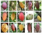 Chart 1:Figure 1: Genetic diversity of the cocoa tree based on the diversity of fruit forms and fruit colours. Images: © Daniel Kadow and Christina Rohsius.