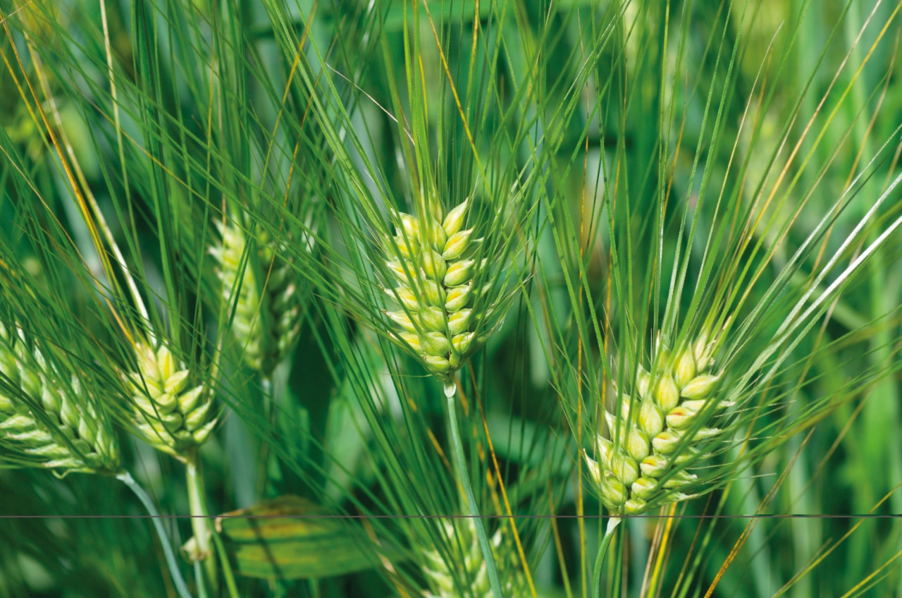 beneo-beta-glucans-the-route-to-healthier-snacks-sweets-processing