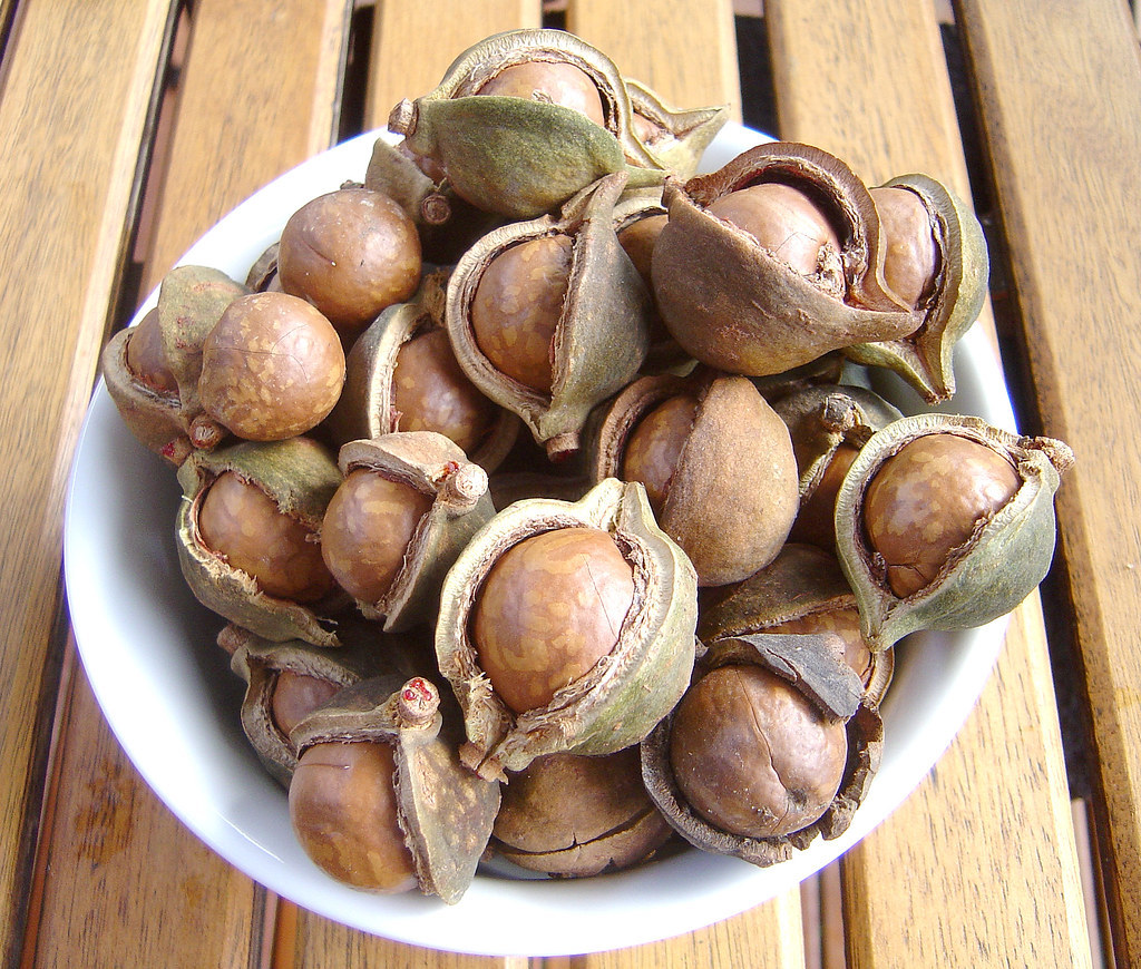 Macadamias ready to disrupt the chocolate category | News | sweets ...