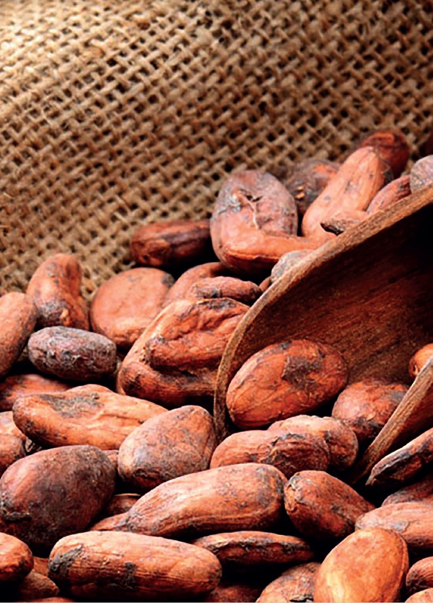 Ivory Coast and Ghana create joint organization on cocoa policy News